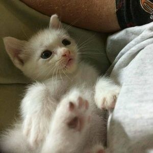 Meet your Posher, Mistie